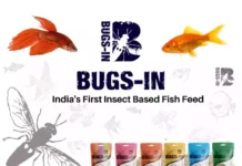 BUgs in BSFL insect based fish food