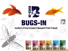 BUgs in BSFL insect based fish food