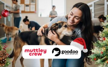 Muttley Crew and Goodoo Animal Welfare Trust Partner to Bring Festive Joy to Rescue Dogs