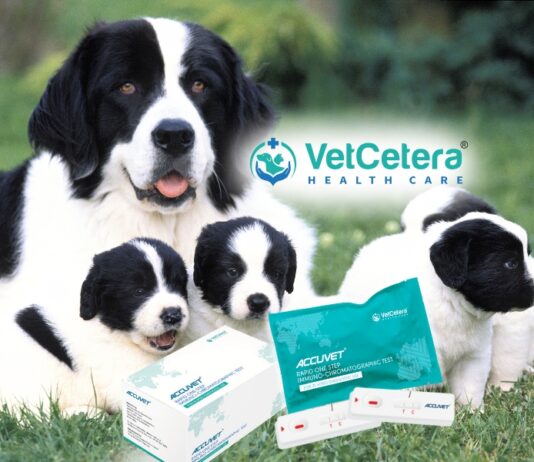 Dog pregnancy detection explained – False pregnancy and Accuvet Rapid Testing Kit Dog pregnancy detection test