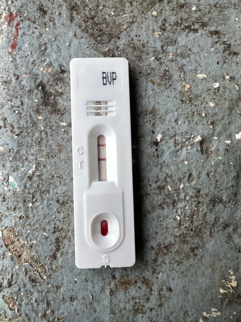 Accuvet CANINE - RAPID TEST kit